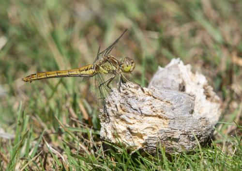 Réf. 288 859 : Sympetrum vulgatum